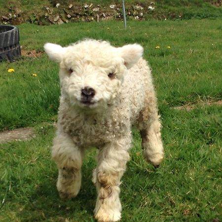 Rivendell Farm By Wigwam Holidays Carmarthen Buitenkant foto