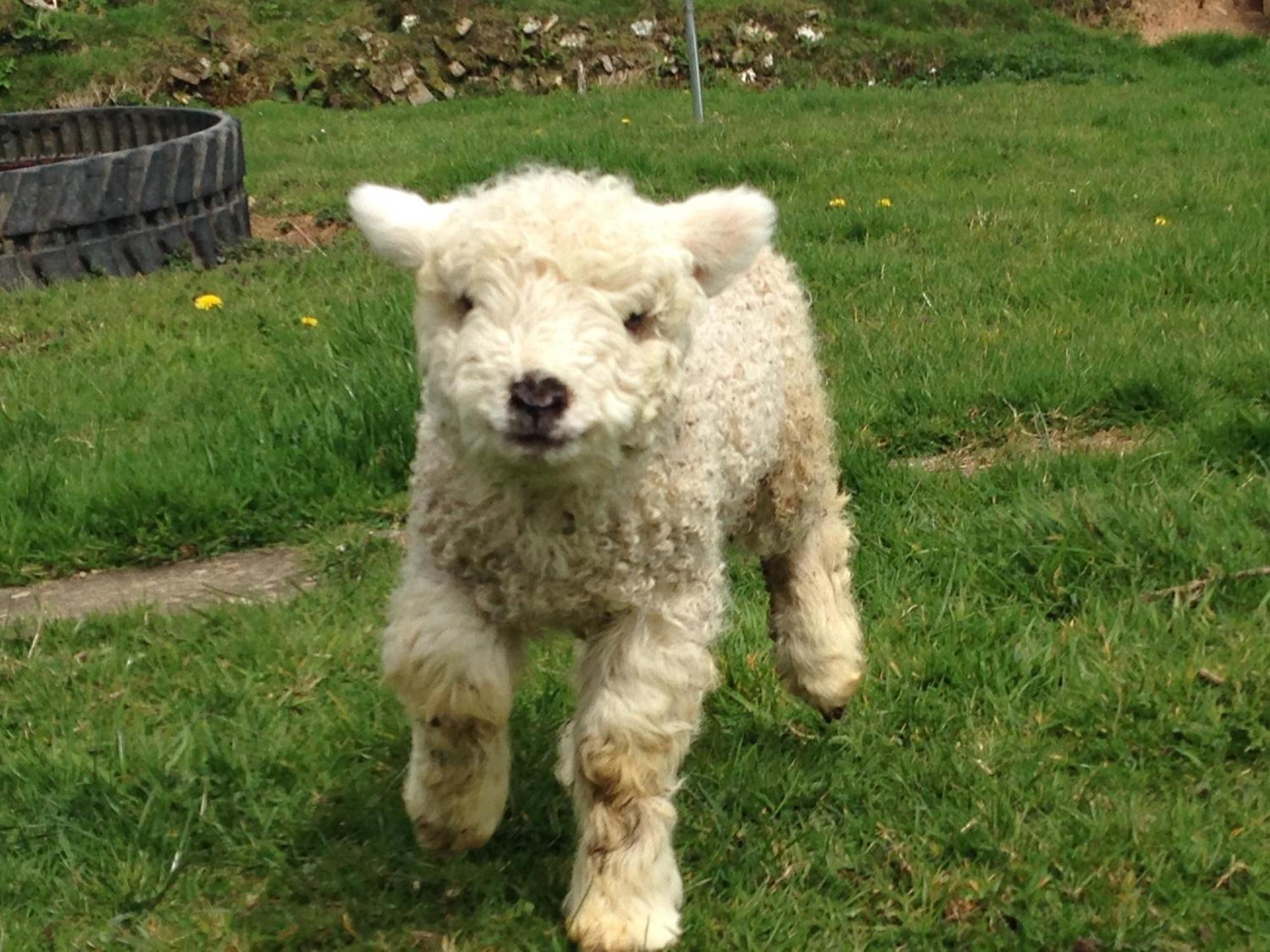 Rivendell Farm By Wigwam Holidays Carmarthen Buitenkant foto